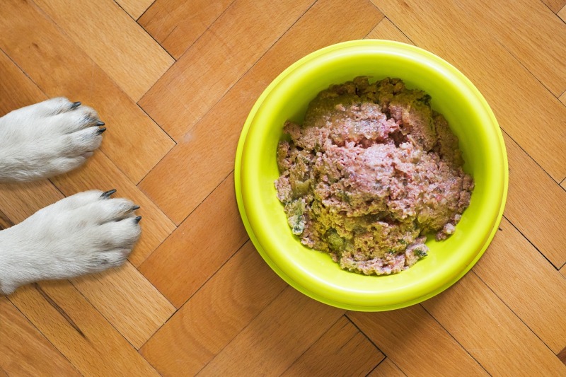Ile powinien jeść pies – najważniejsze wskazówki