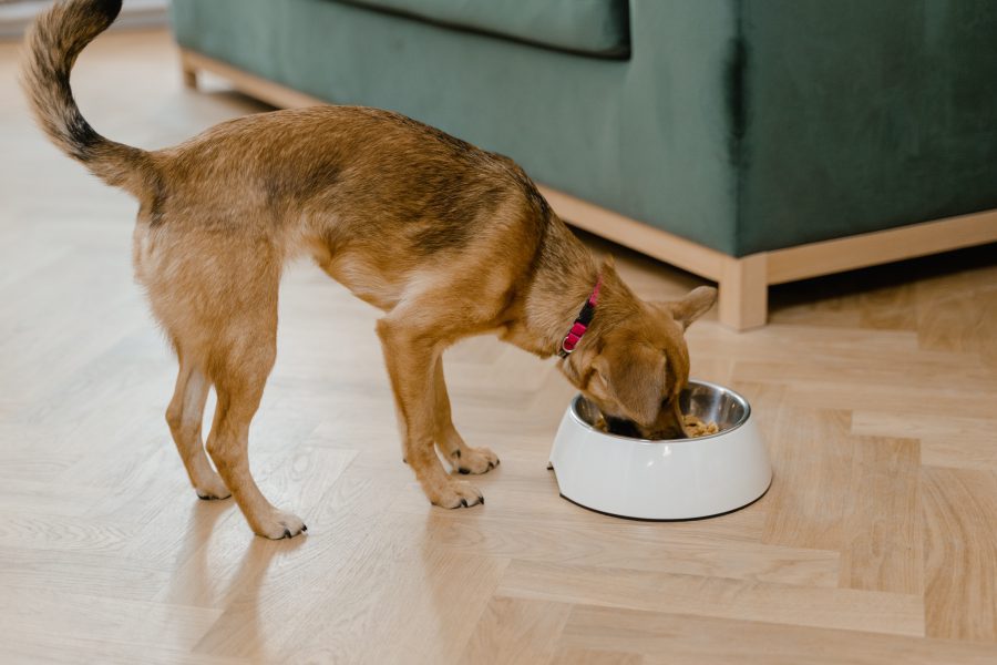 Ile razy dziennie powinien jeść pies?